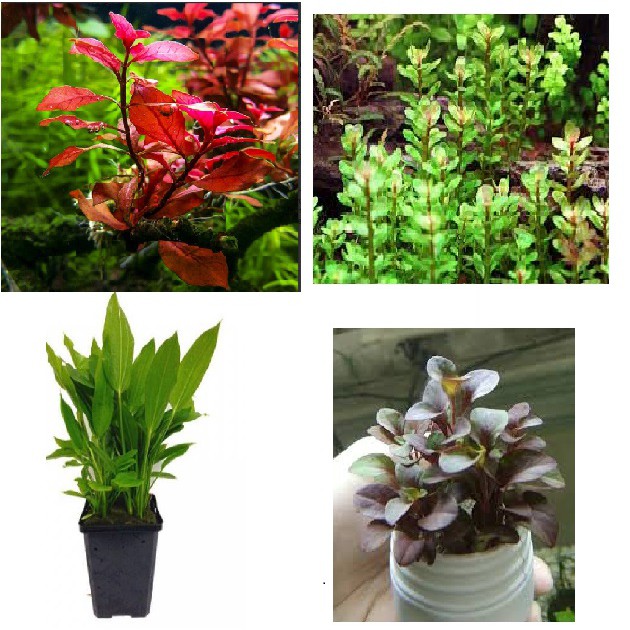 Combo cây thuỷ sinh và phân nền