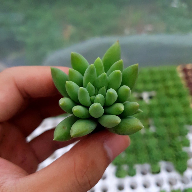 SEN ĐÁ CHUỖI NGỌC ĐỨNG SIZE MINI ĐÀ LẠT LỖI 1 ĐỔI 1