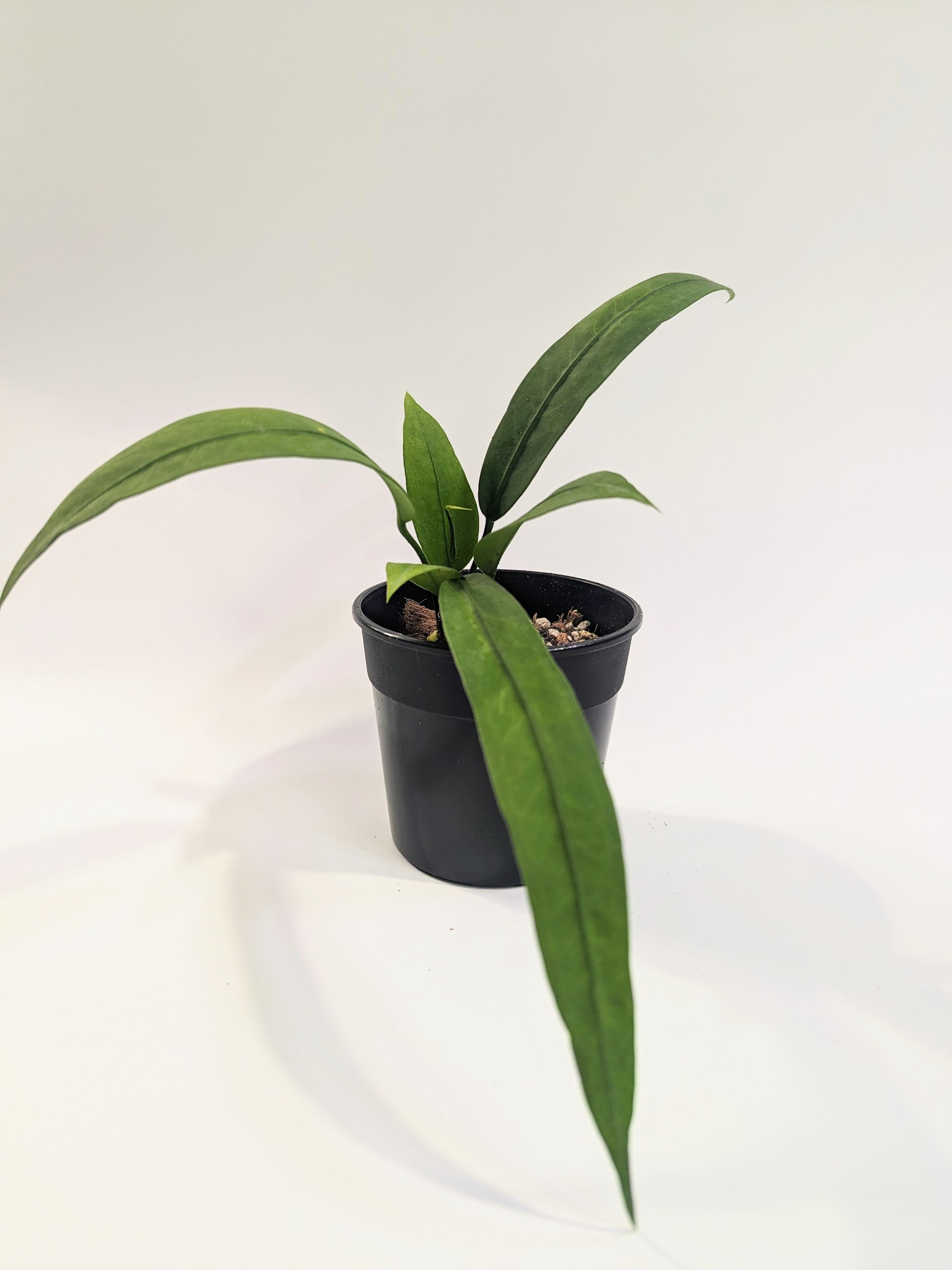 Cây Anthurium Vittarifolium - Cây khỏe, dễ chăm
