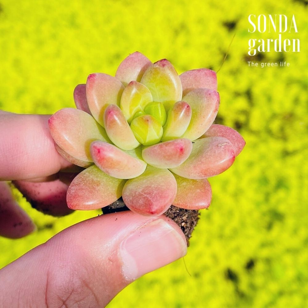 SEN ĐÁ SỎI THIÊN THANH SIZE MINI SIÊU CUTE LỖI 1 ĐỔI 1