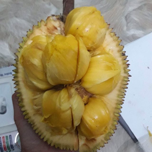 Cây Giống Mít tố nữ -cam kết chuẩn giống