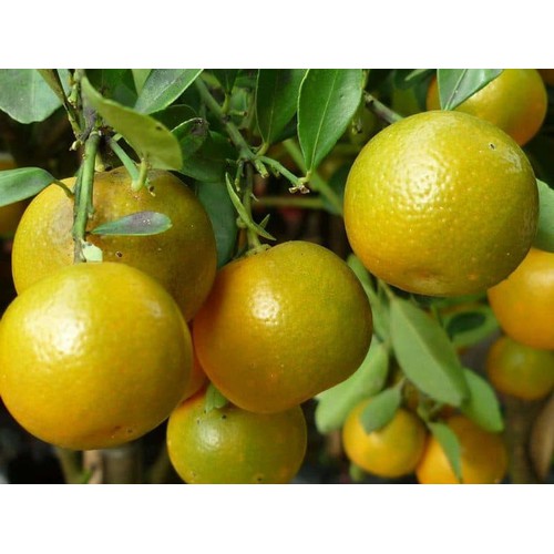 Cây giống quất chua thái quả vàng tứ mùa quả to, cam kết giống chuẩn f1 - cgcqcctc4m