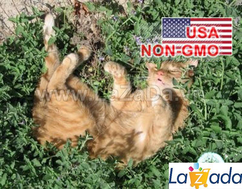 [HCM]500.HẠT Hạt Giống Catnip / Cỏ Mèo (| C26*X33)