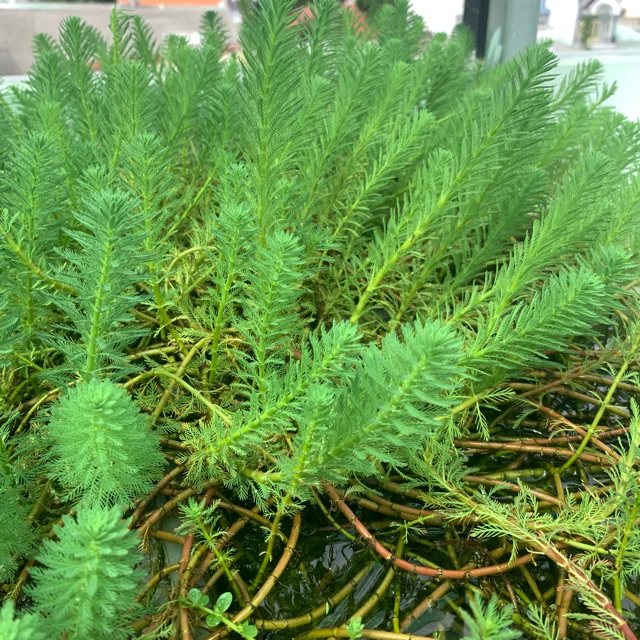 Cây thuỷ sinh xương cá - 20k/ 10 ngọn