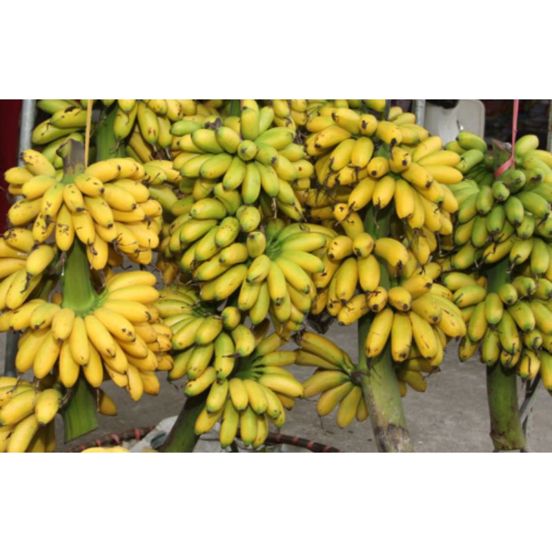 Cây giống chuối cau (siêu sớm) (cây giống có bảo hành )