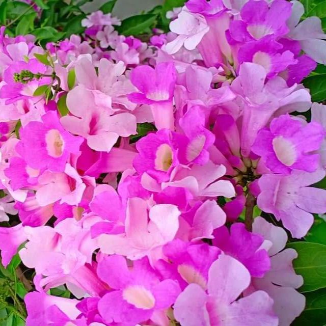 Cây giống hoa Lan tỏi