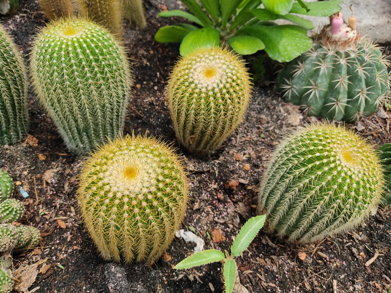 Xương rồng BÓNG VÀNG (nhiều loại)