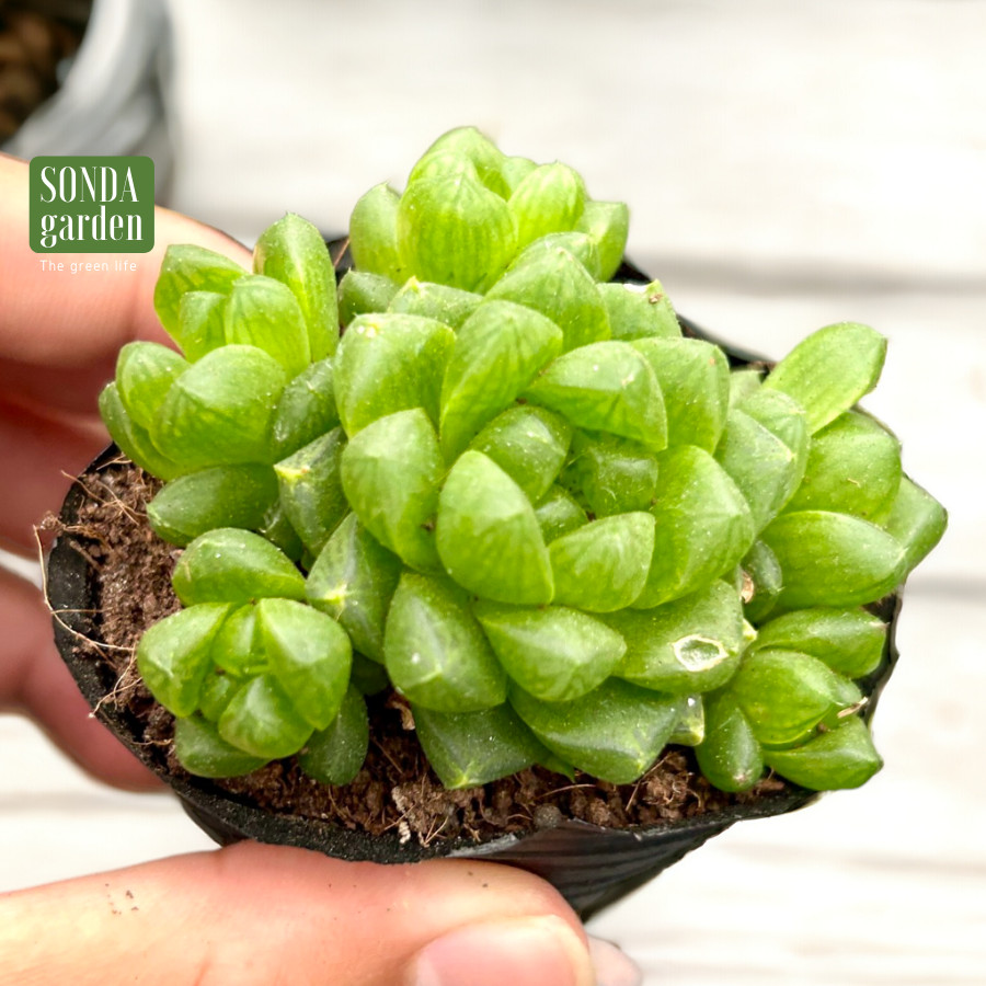 SEN ĐÁ NGỌC LÁ BÉ SIZE BÉ KHOẺ ĐẸP LỖI 1 ĐỔI 1