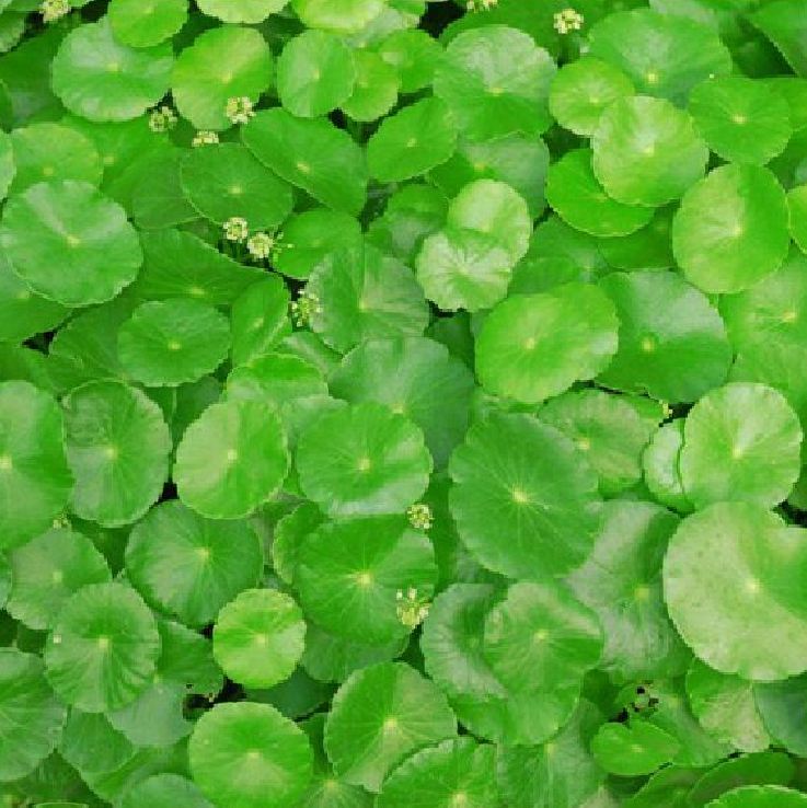 Hạt giống rau má lá nhỏ -gói 1 gram,trồng quanh năm