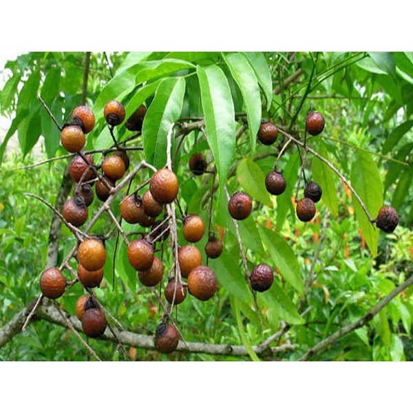 Cây giống bồ hòn gfhgfh