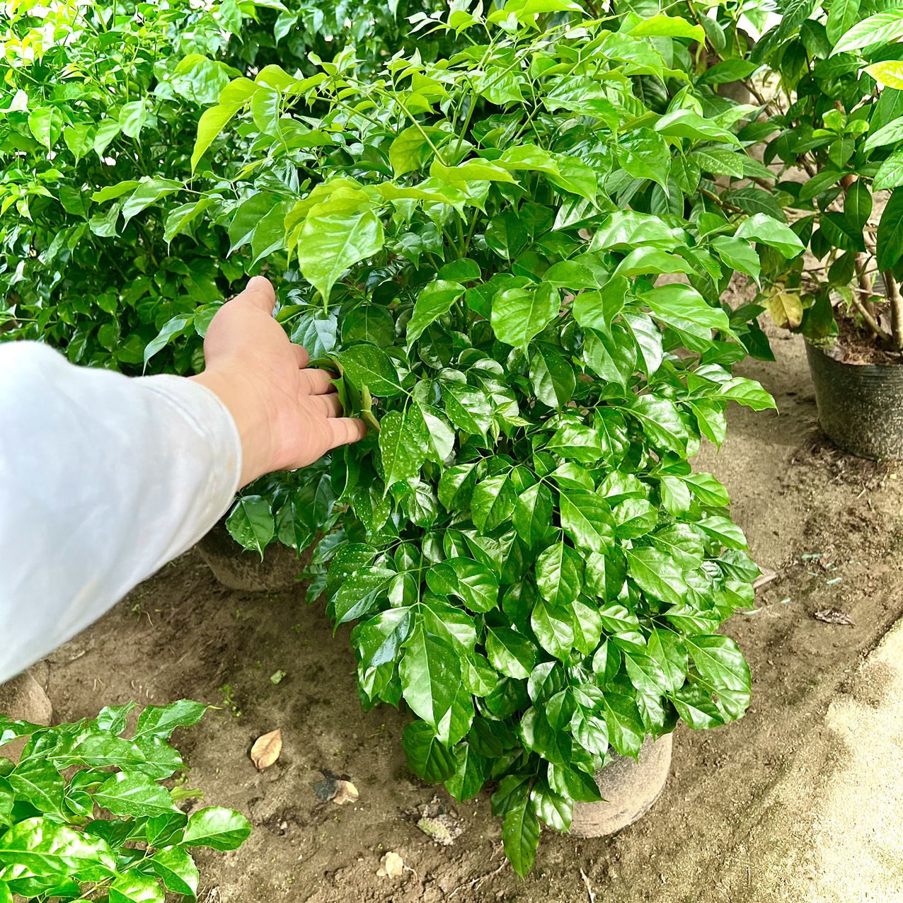 Cây hạnh phúc bụi cao 1m (ảnh thật