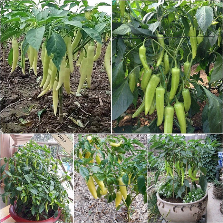 Hạt giống ớt sừng vàng Châu Phi F1  - Gói 0.1gram