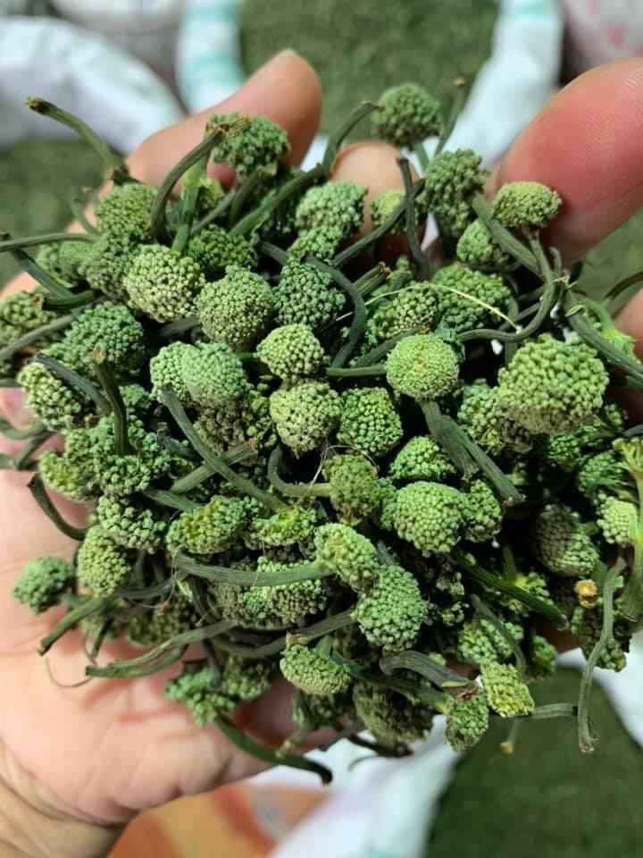 Nụ hoa tam thất khô ( Nụ bao tử 500g)