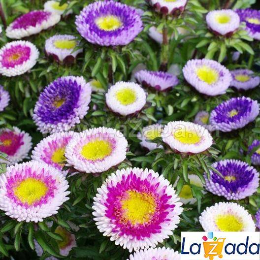 200.HẠT Hạt Giống Hoa Cúc Nhật PomPom Mix (| -KD: B25*V15)