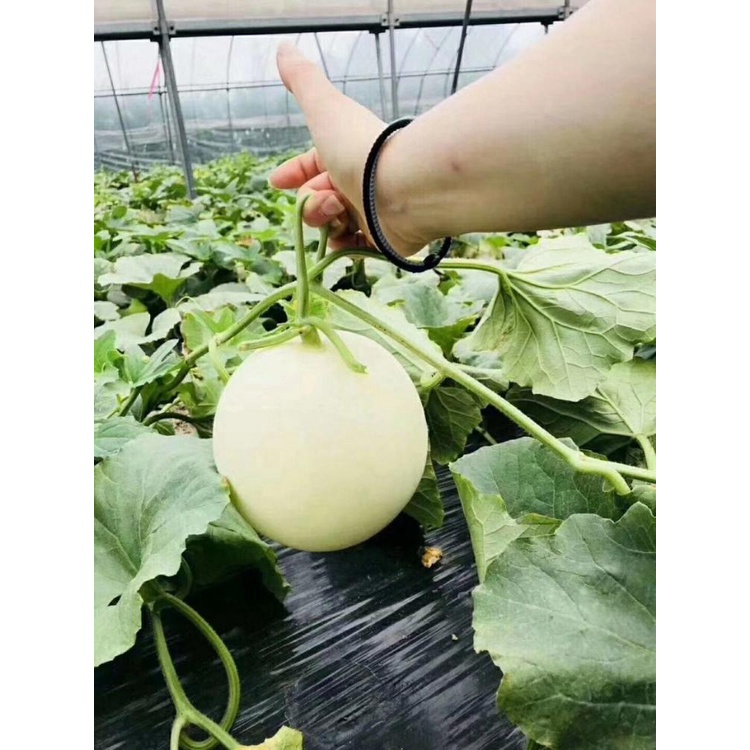 #Hạt giống dưa lê cẩm ngọc siêu ngọt