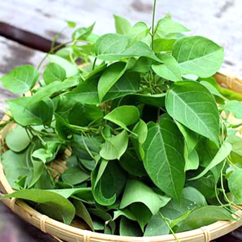 5 Hạt Giống Cây Lá Giang