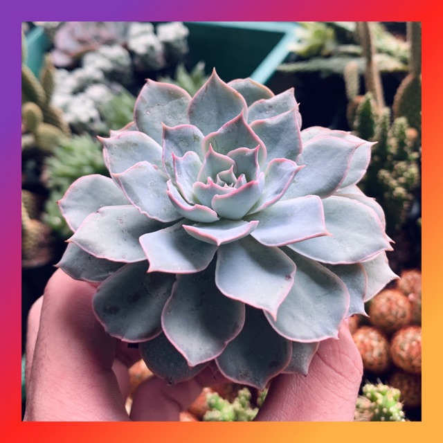 SEN ĐÁ HỒNG PHẤN SIZE BÉ SIÊU KHOẺ ĐẸP LỖI 1 ĐỔI 1