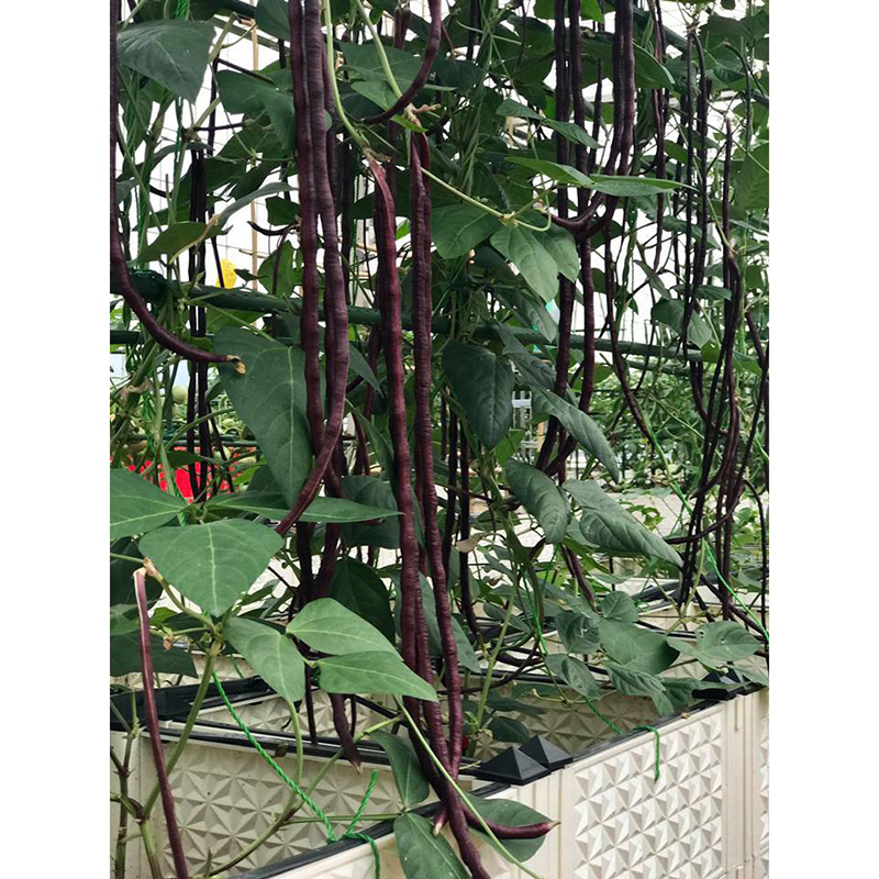 Hạt Giống Đậu Đũa Tím Trái Dài Ngon Ngọt
