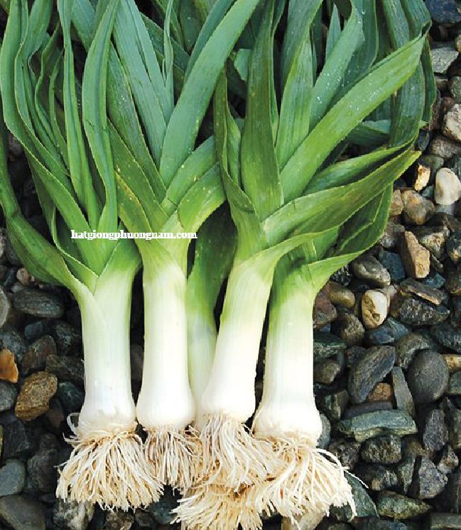 Hạt giống tỏi tây (BARO HÀNH) - Gói 1gram