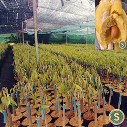 Cây giống sầu riêng mã lai musan king, loại cao, ngon nhất thế giới
