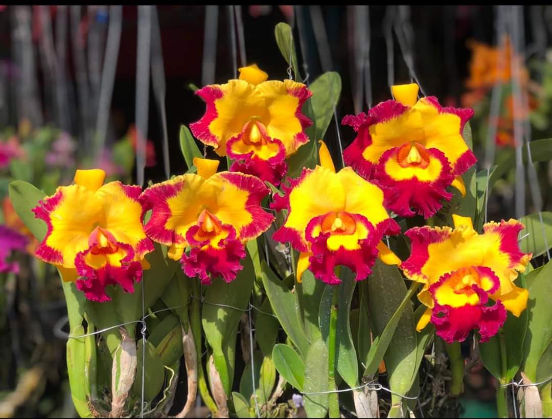 cattleya chậu trưởng thành- thơm bể mũi