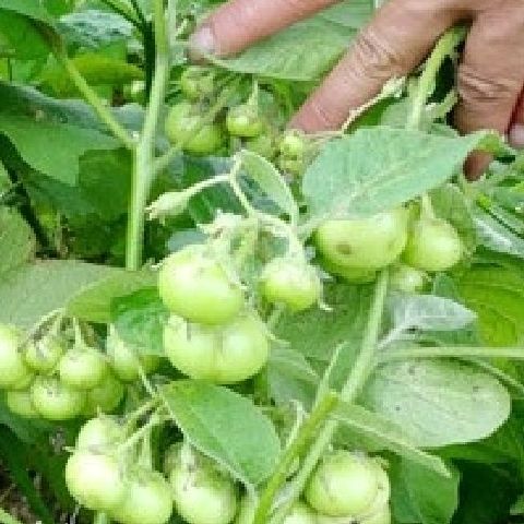 Green Ca Phao Seeds - 0.2 Gram Package