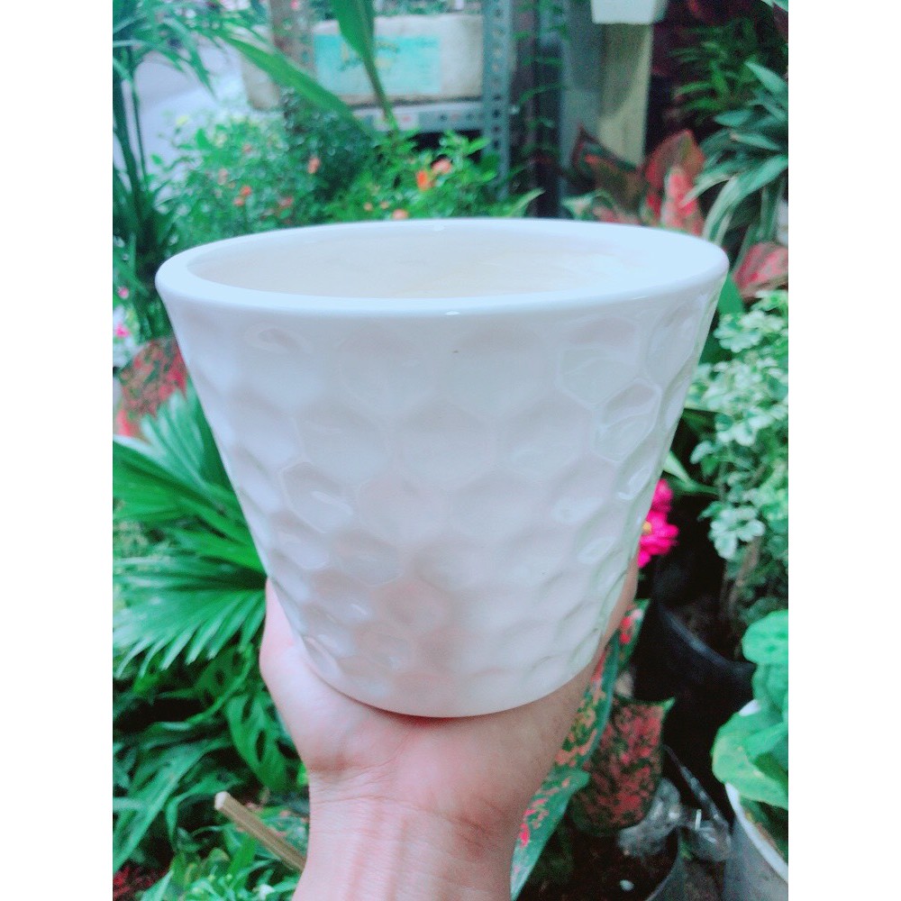 [HCM]Cây Hồng Môn Kèm Chậu Sứ
