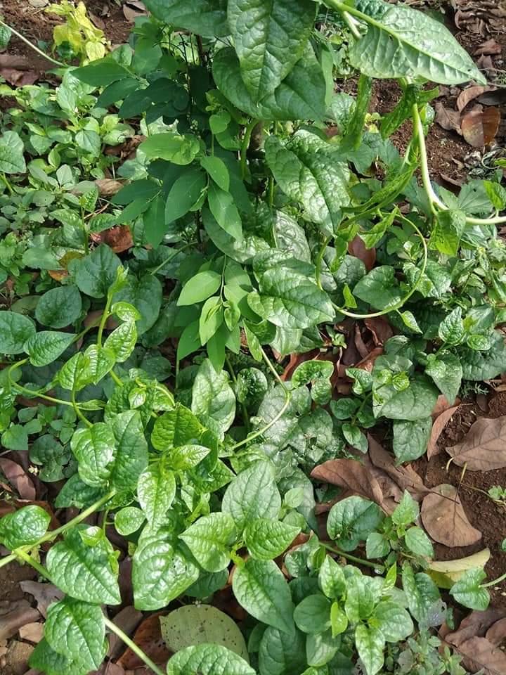 Hat Giong Rau Mong Toi 100g