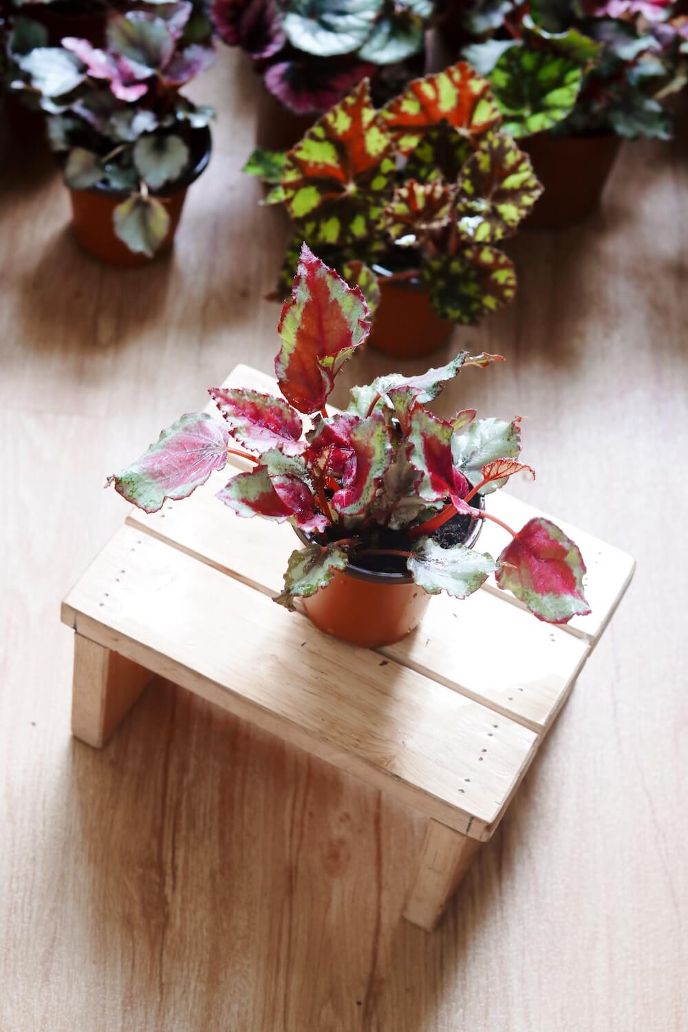 Chậu cây Begonia Celia - Thu Hải Đường Celia
