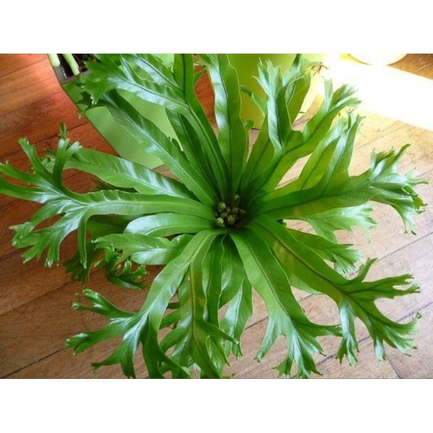 Cây dương xỉ đuôi phụng