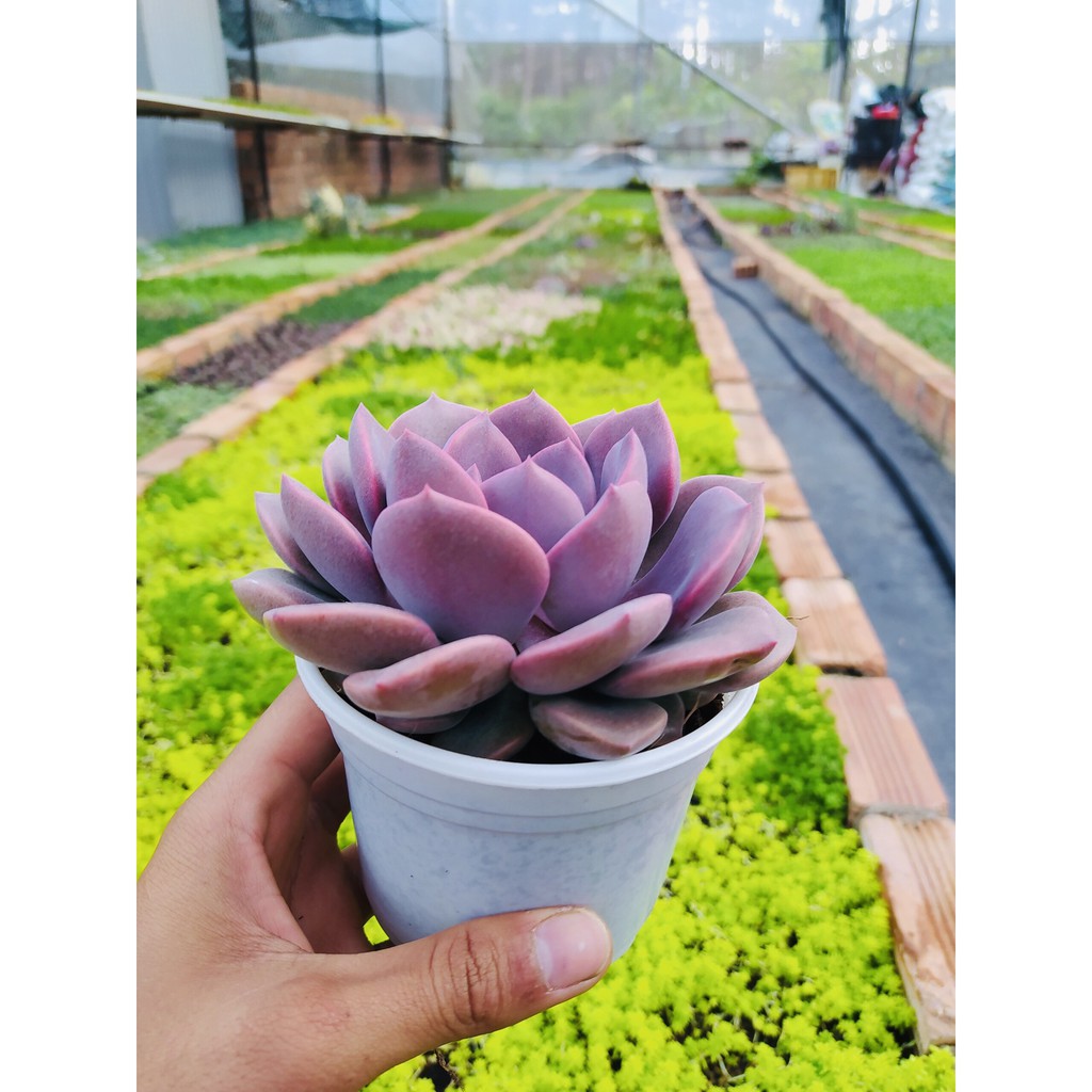 SEN ĐÁ HỒNG HOA SIZE TRUNG BÌNH LỖI 1 ĐỔI 1