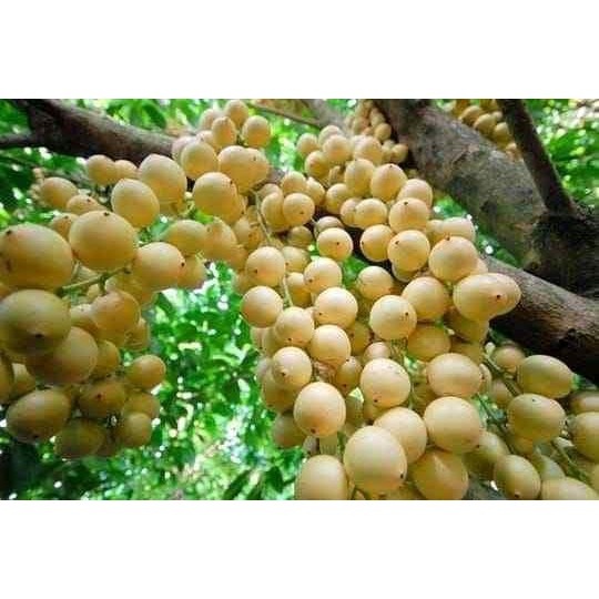 CÂY GIỐNG BÒN BON THÁI - DÂU DA ĐẤT ( ĐỎ VÀ VÀNG ) SAI TRĨU QUẢ