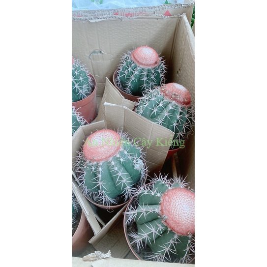 Xương Rồng Melo