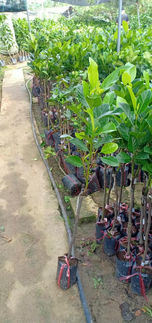 Cây MÍT RUỘT ĐỎ ghép, siêu quả thơm