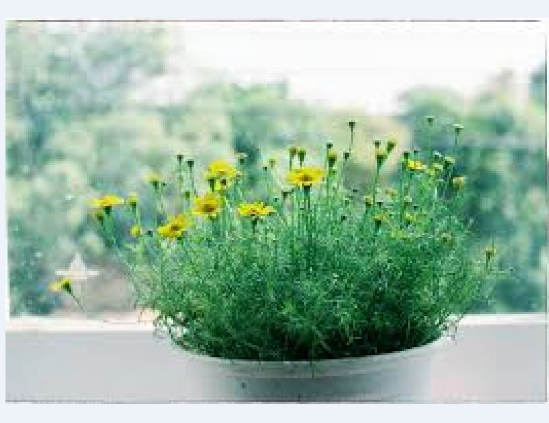 Hạt giống hoa cúc sao băng - gói 50 hạt