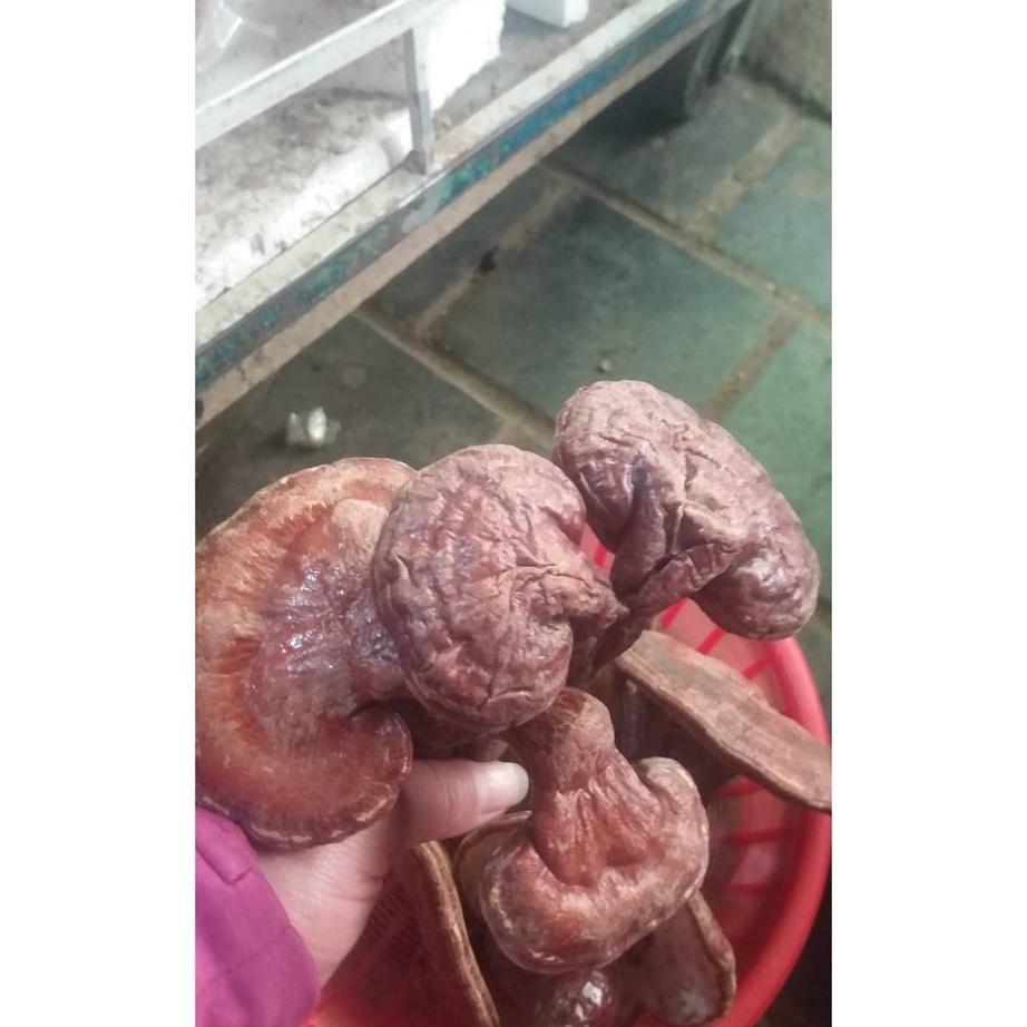 500g nấm linh chi đỏ