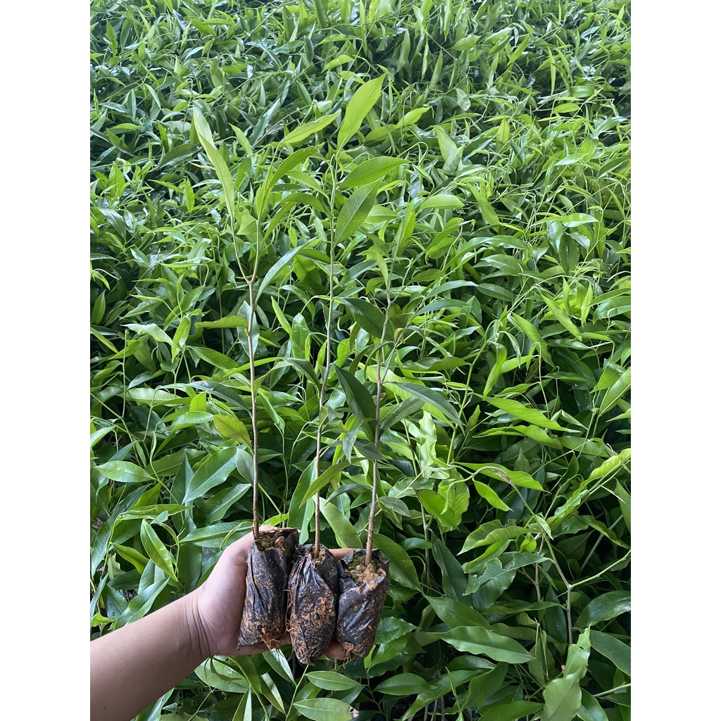 COMBO 5 CÂY TRẦM HƯƠNG-GIÓ BẦU