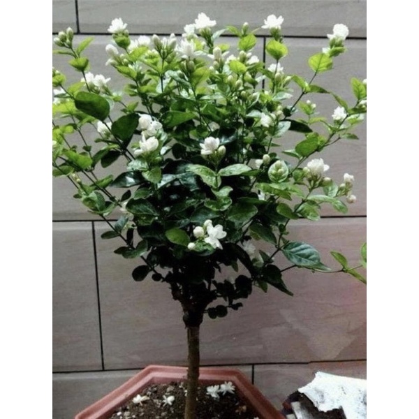 Cây giống hoa nhài kép (nhài ta) hoa thơm phức