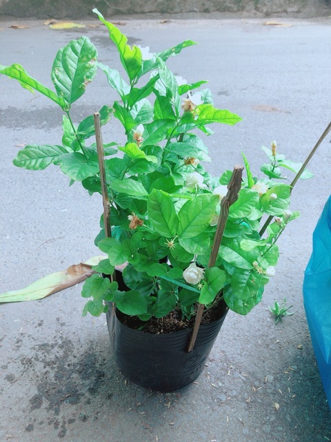 Chậu Cây Hoa Nhài (có kèm chậu sứ)