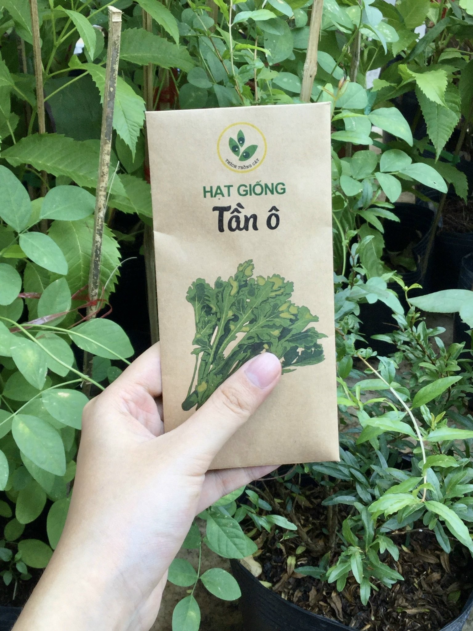 Hạt giống rau Tần ô (10gram/bịch)