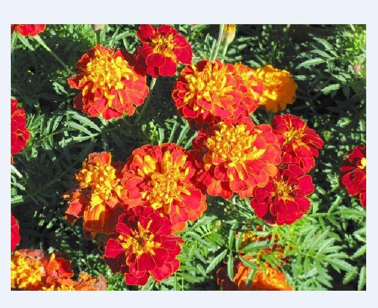 Hạt giống hoa Vạn Thọ lửa ( vạn thọ pháp mix ) - 1 gói 50 hạt