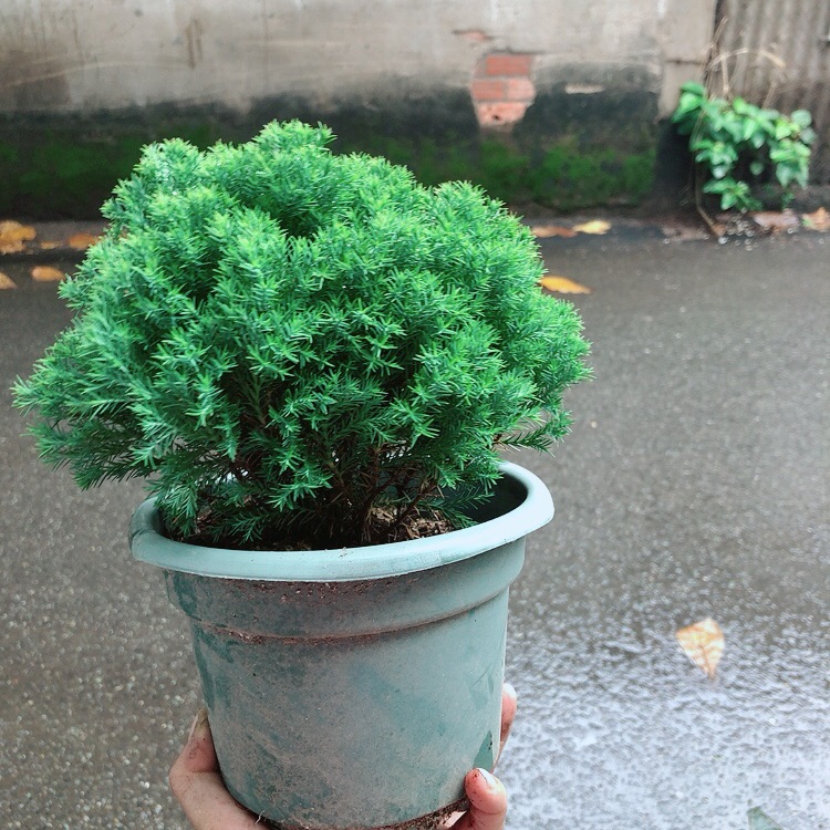 Chậu Tùng Bồng Lai