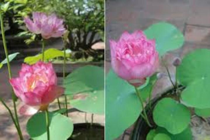 Gói 5 hạt sen cung đình