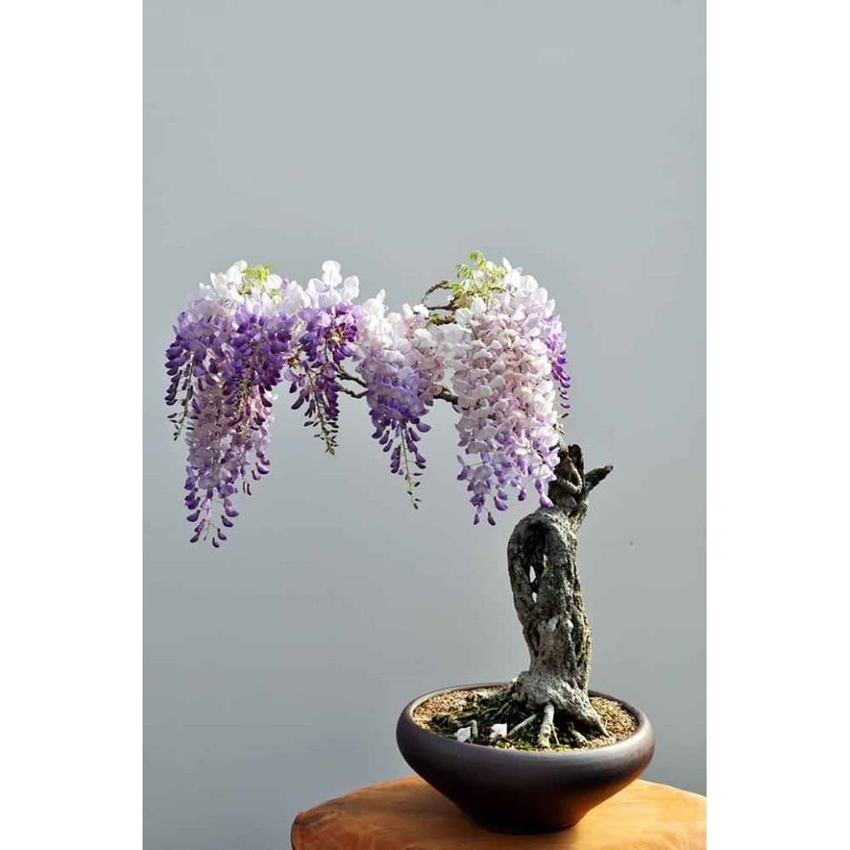 ( MỚI VỀ ) (GIÁ SỈ) CÂY GIỐNG HOA TỬ ĐẰNG
