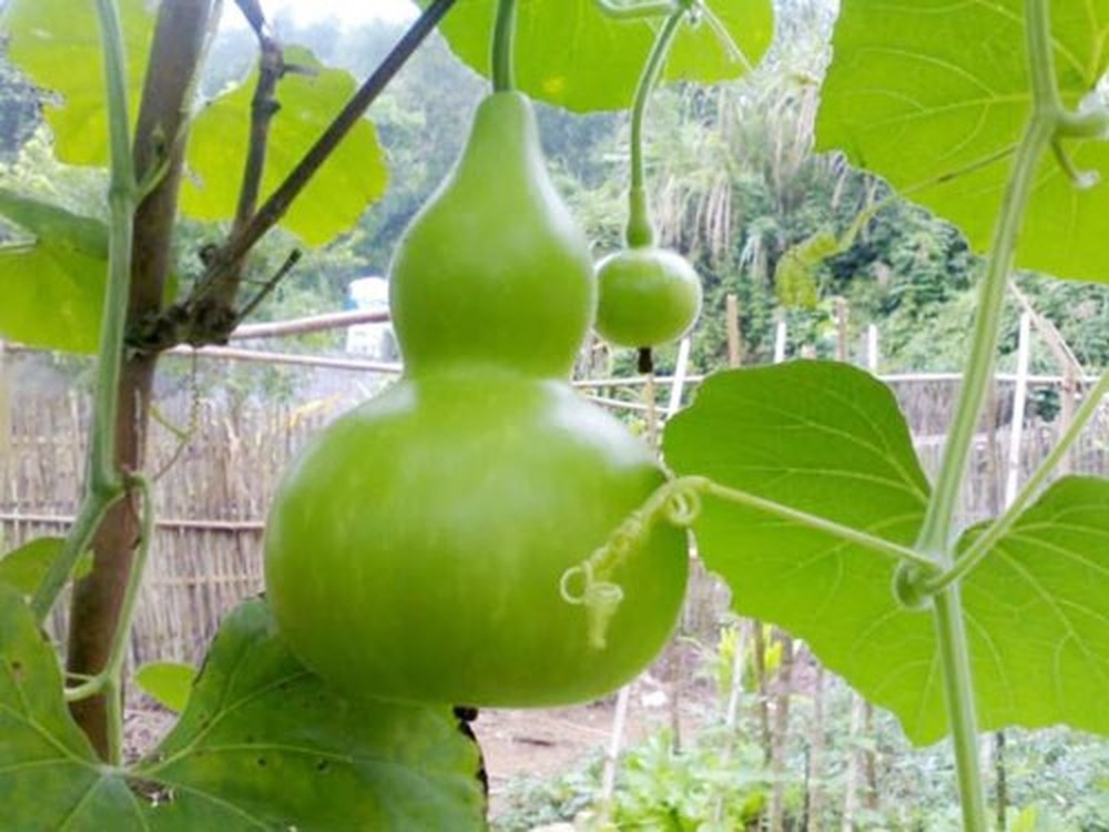 Hạt giống bầu hồ lô F1