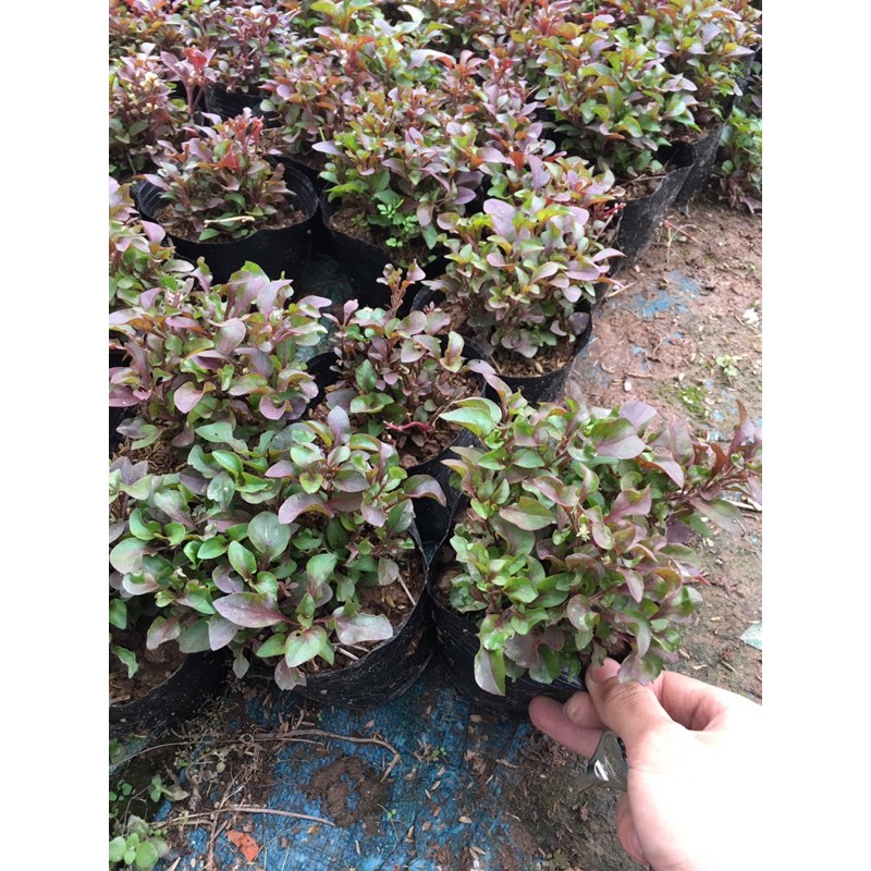 Cây Diệu Đỏ (Điệu Kỷ Đỏ) 