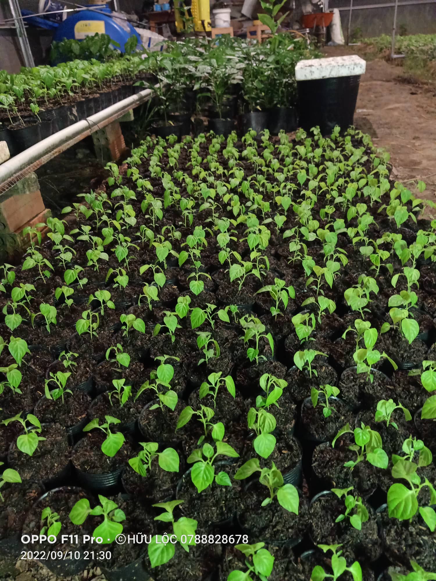 Cây Ớt Habanero Combo 5 Cây