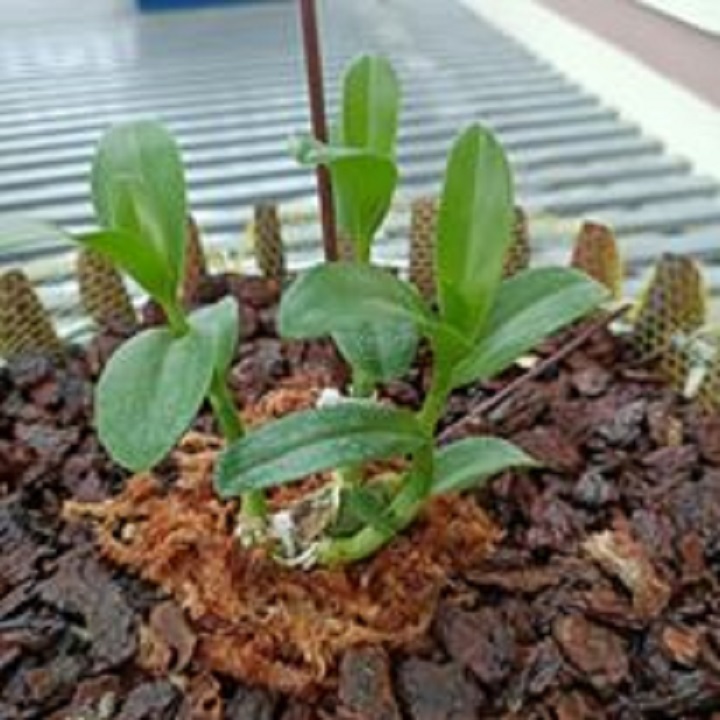 Hoa lan- hồng yên thủy (hàng gieo hạt- cây cao 20cm)