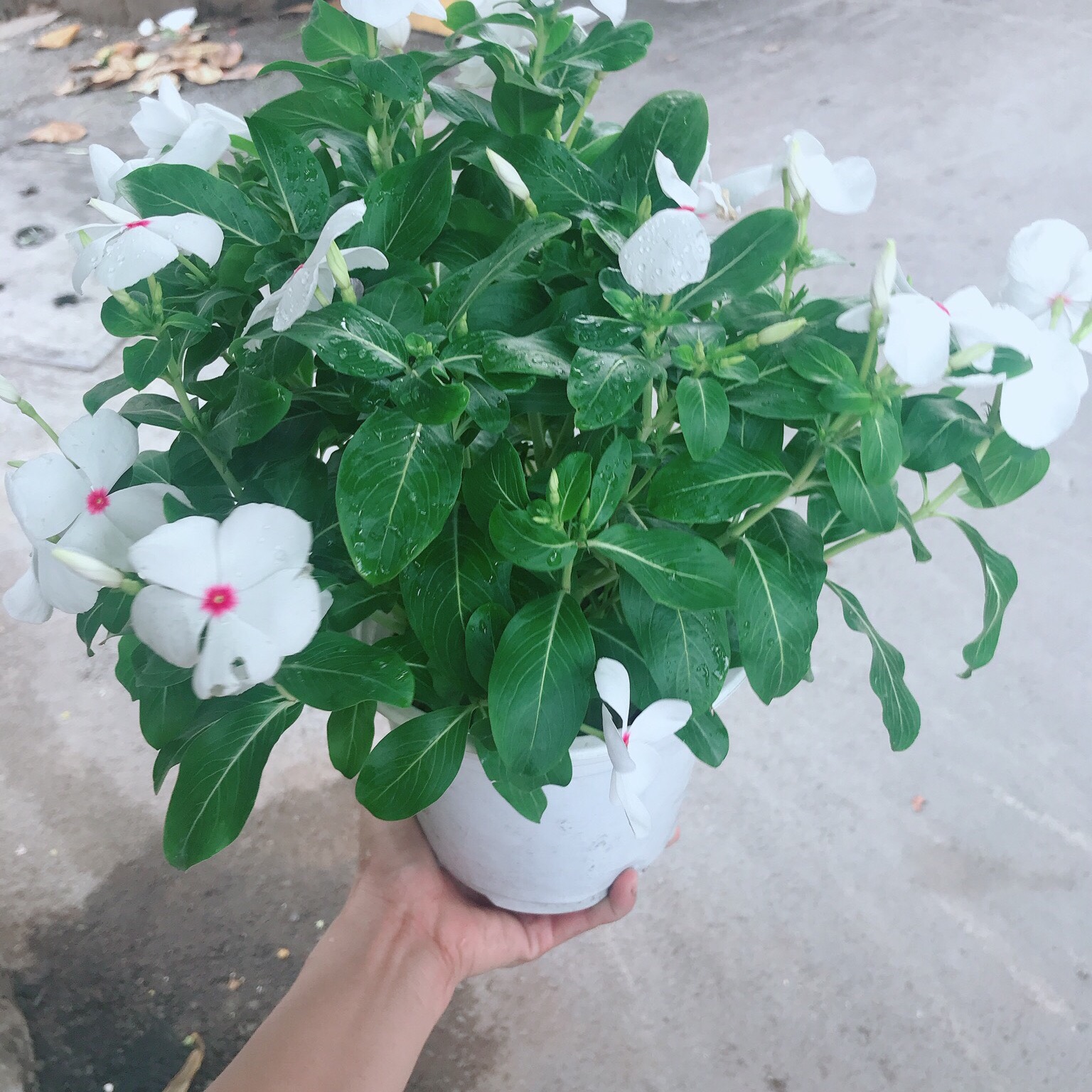 Chậu hoa dừa cạn