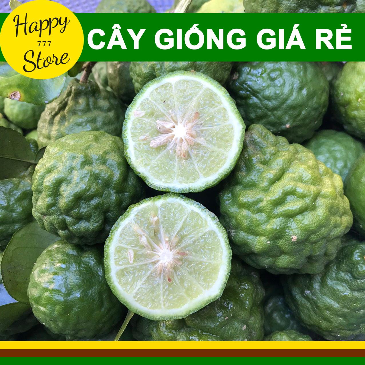 Cây chanh thái, cây chúc an giang cao 20-30cm khỏe mạnh happy_store